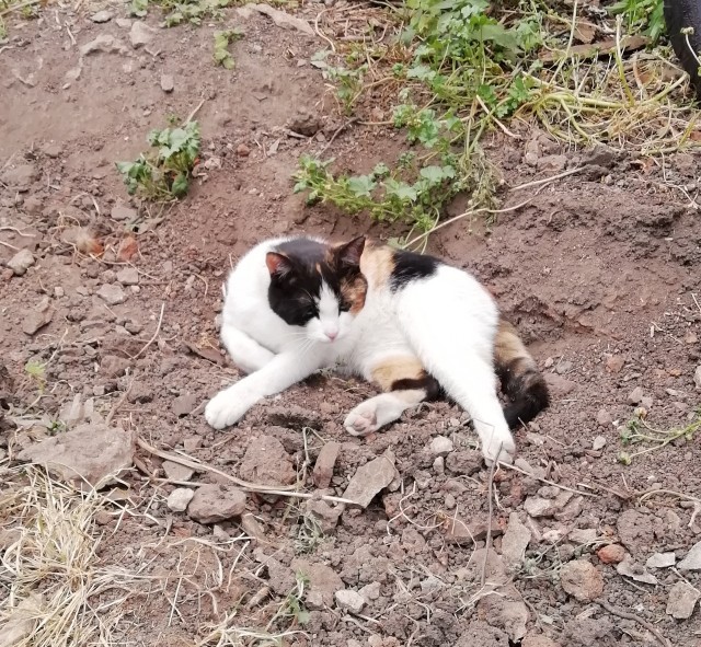Кототелевизор