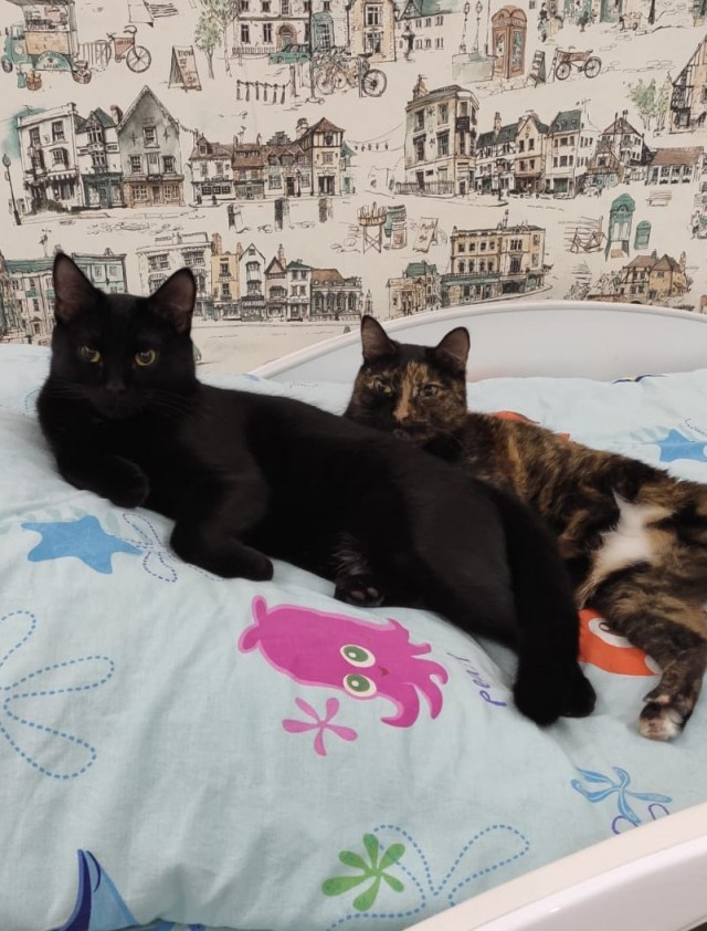 Котовторник 18.10.22