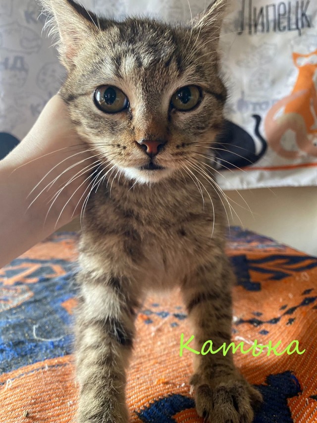 Жизнь домашнего приюта "Котоленд" 378