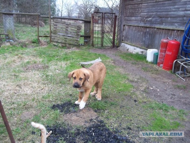 Жизнь домашнего приюта для котеек 441