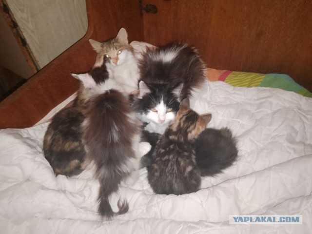 Жизнь домашнего приюта для котеек 473