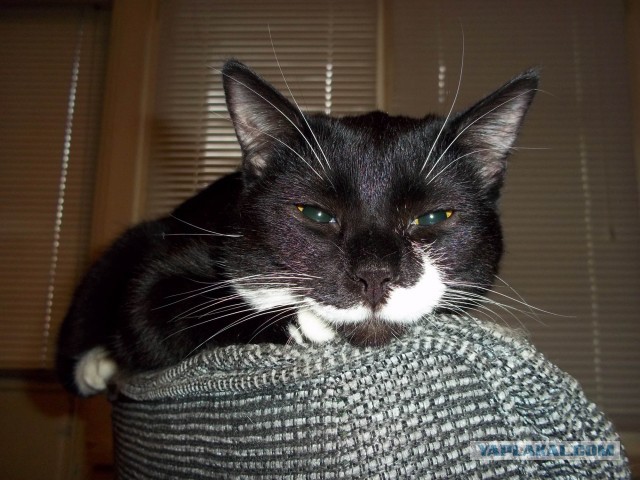 Котовторник 30.04.2013