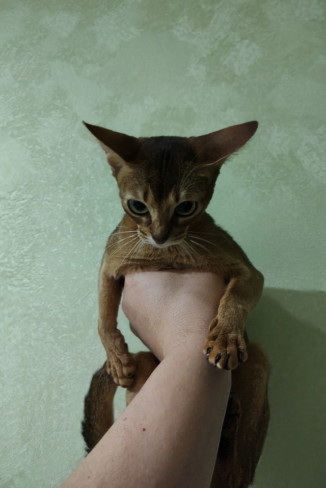 Про кота