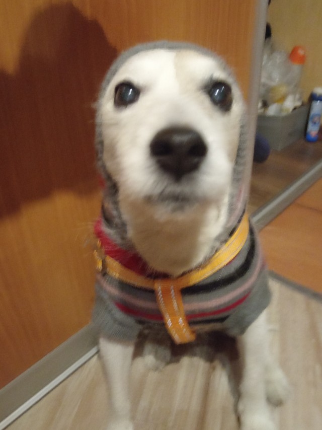 Собакочетверг