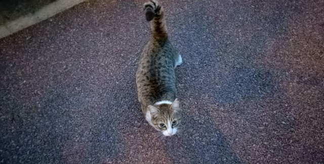 Южных котиков вам на радость