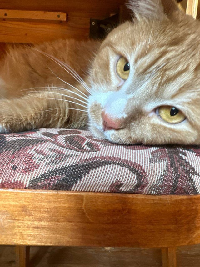 Котовторник в картинках