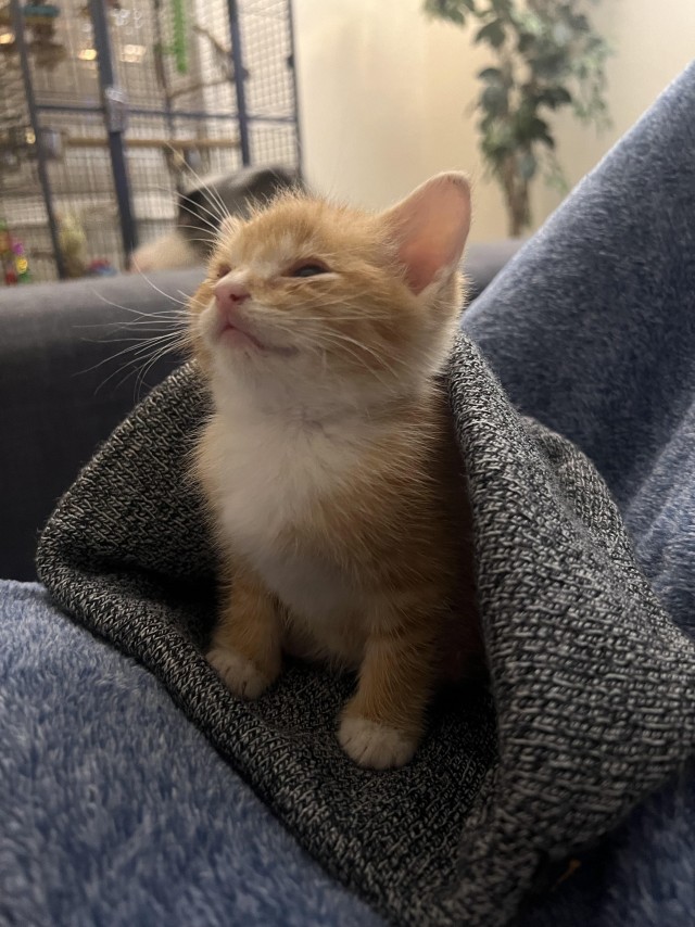 Нашли месячного котёнка