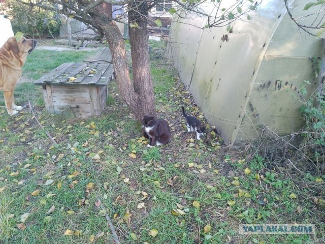 Жизнь домашнего приюта для котеек 517