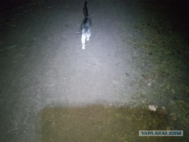 Жизнь домашнего приюта для котеек 530