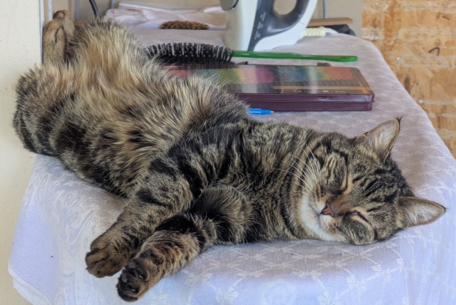 Спящий кот