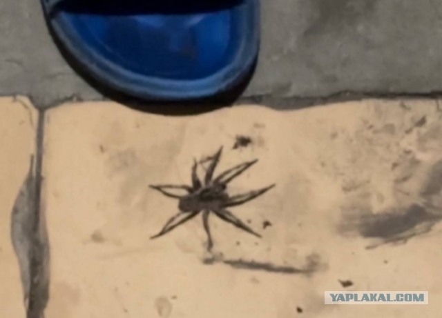 Пауки-волки атакуют Астрахань