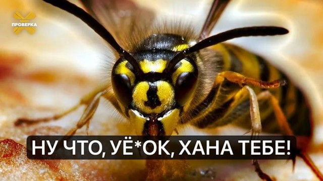 Осы в этом году стали более обидчивыми и агрессивными