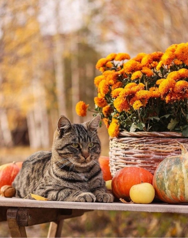 Осенний кот