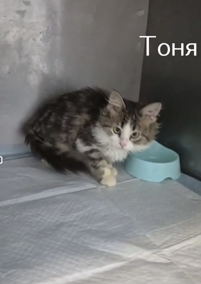 Жизнь домашнего приюта "Котоленд" 513