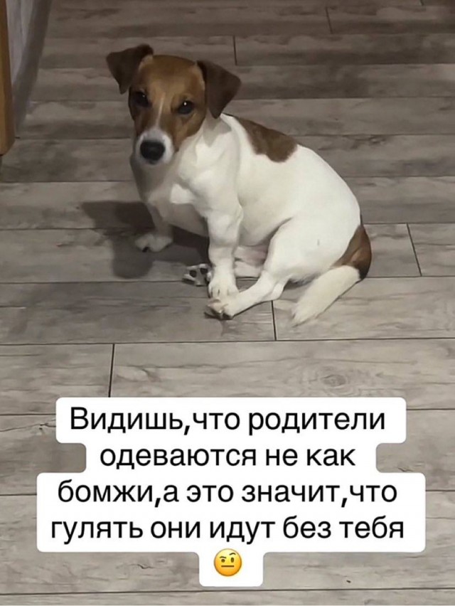 Веселое настроение в картинках (01.10.2025)