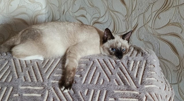 Чёрный котовторник