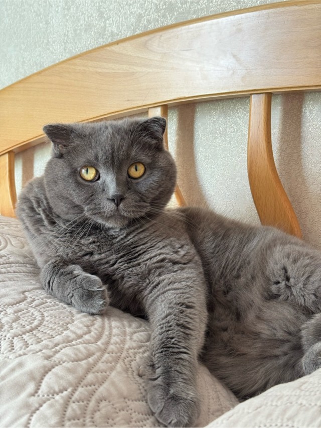 Котовторник же!