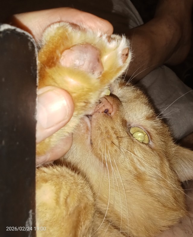 Выйду ночью в кухню с котом...