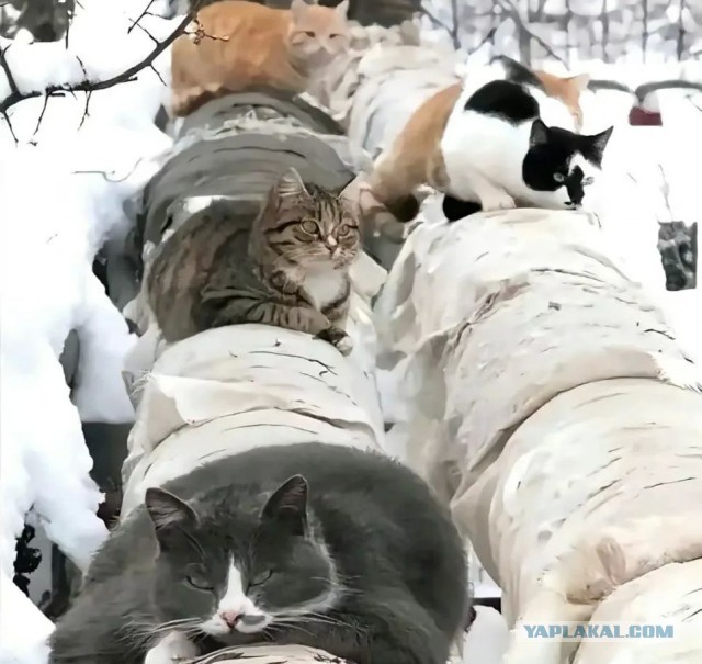 Предпусковой подогреватель «Котовебасто»