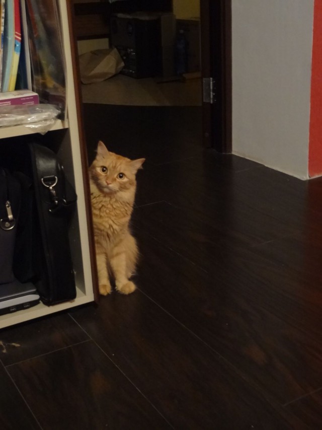 Котовторник 4.02.2014