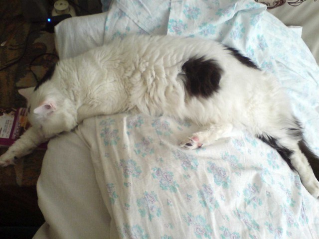 Жил был Кот...