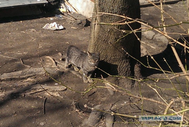 Котовторник  25.03.2014