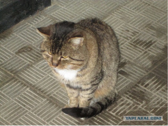 Котовторник  25.03.2014