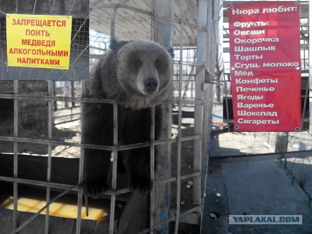 Озеленение Владивостока.