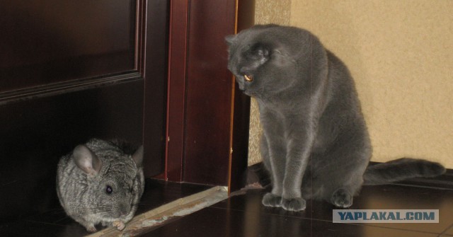 Котовторник 6.05.2014