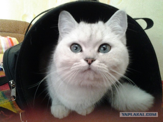 Котовторник 20.05.2014