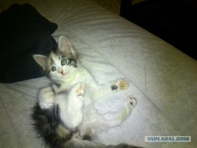 Немного котят