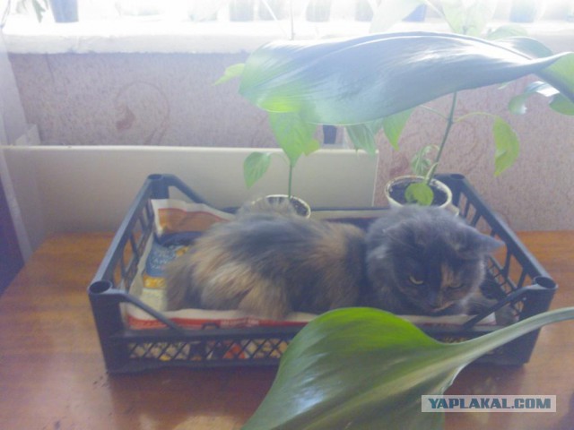 Котовторник 28.10.2014