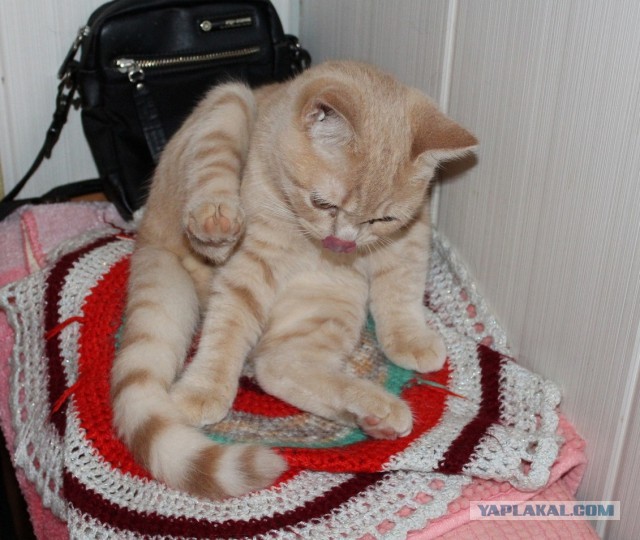 Котовторник  21.07.2015