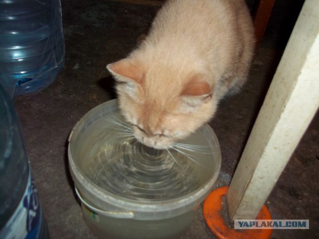 Жизнь домашнего приюта для котеек 78