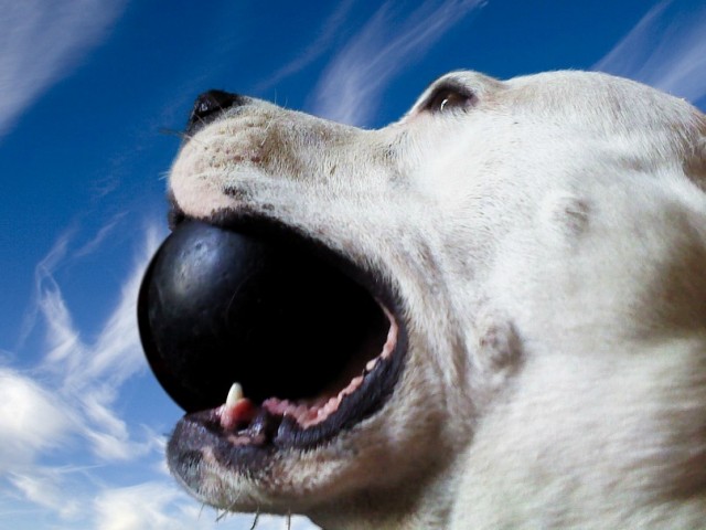 Очень добродушный песик сожрал хозяина