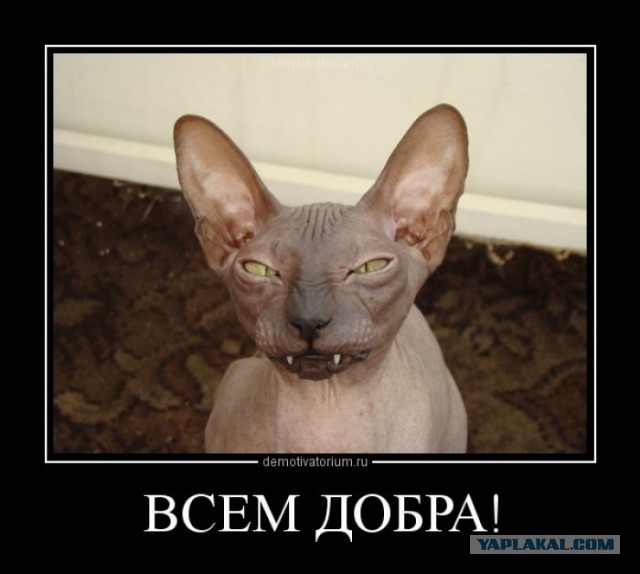 Котовторник 15.12.2015