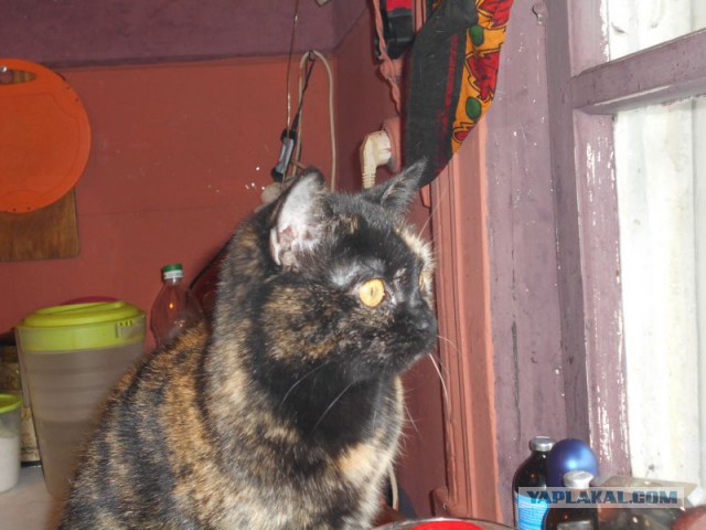 Жизнь домашнего приюта для котеек 95