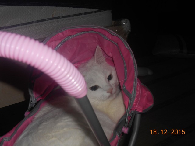 Котовторник