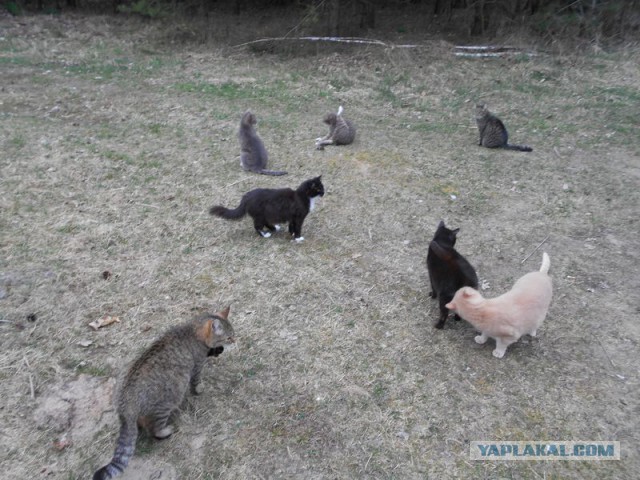 Жизнь домашнего приюта для котеек 108