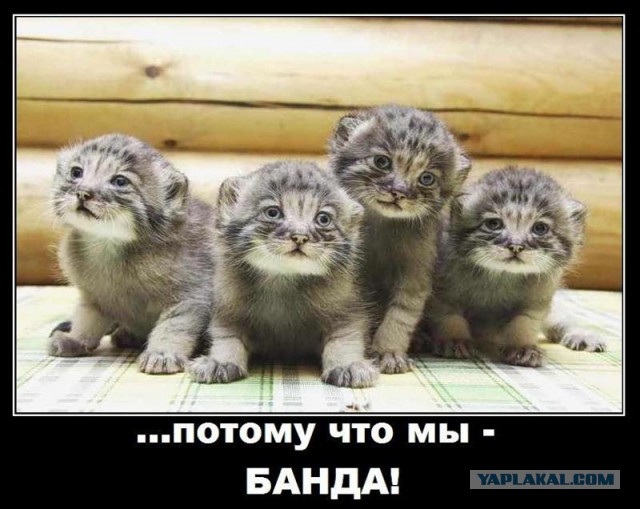 Манулы - самые ленивые и эмоциональные коты