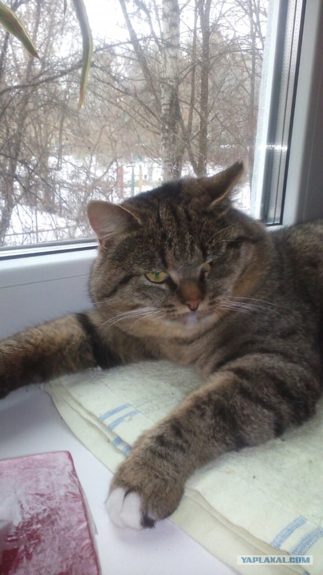 Котовторник 13.12.2016