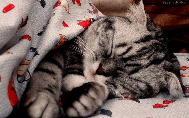 Коты и Кошки
