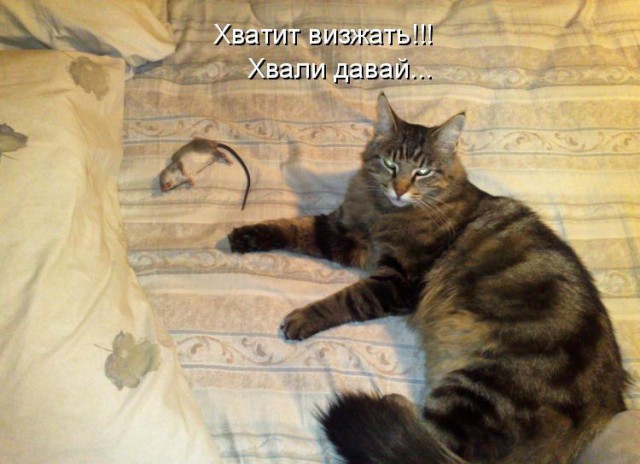 Коты и Кошки