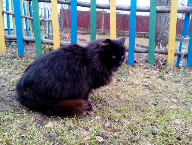 Котовторник 11/04/2017