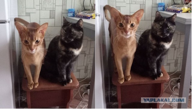 Котовторник 11.07.2017