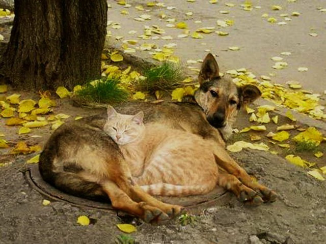 Коты и Кошки