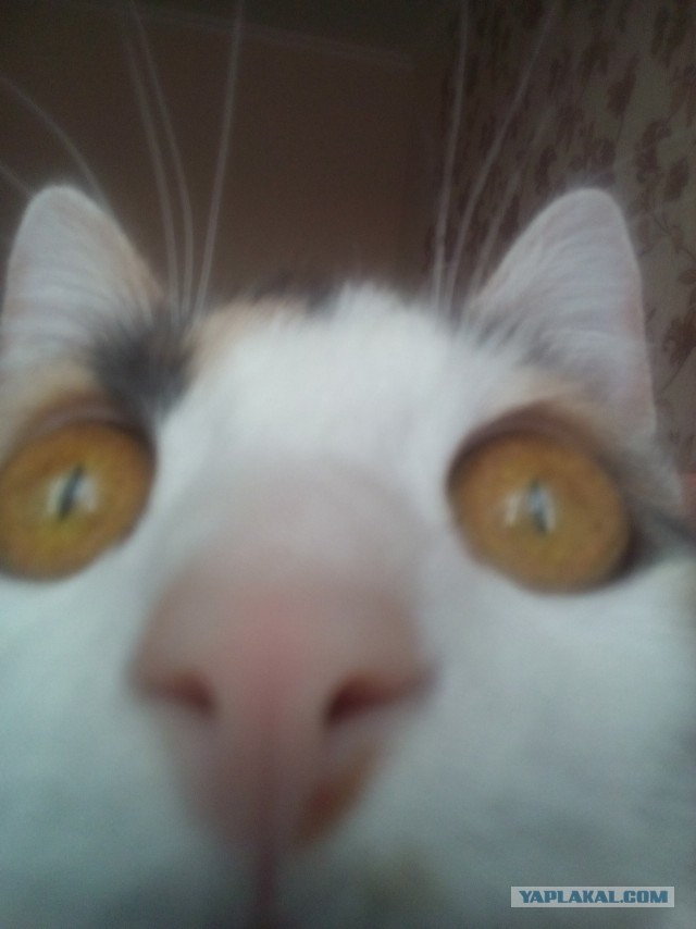 Котовторник 28.11.2017