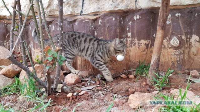 Кошачий приют в Алеппо