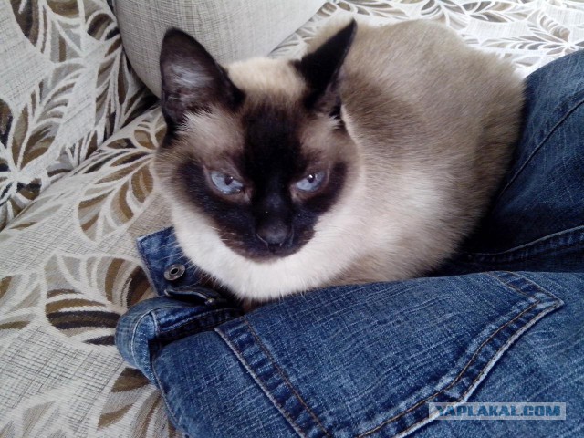 Котовторник 13.03.2018