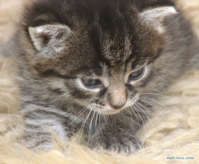 УРРААА ! Котовторник на ЯПлакалъ !